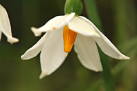 Acis nicaeensis